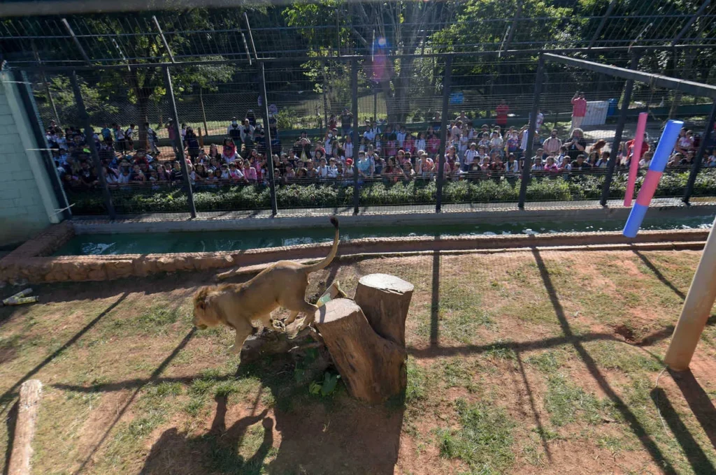 Descubra a Magia do Zoológico de Guarulhos